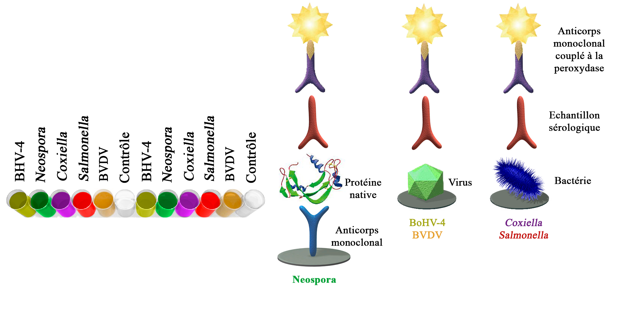 BIO K 368 - Multiscreen AbELISA Avortement bovin / indirect, bicupule
